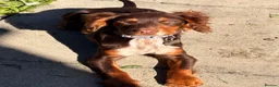 English Springer Spaniel dogs for sale: 5 month old male  - Advert 1