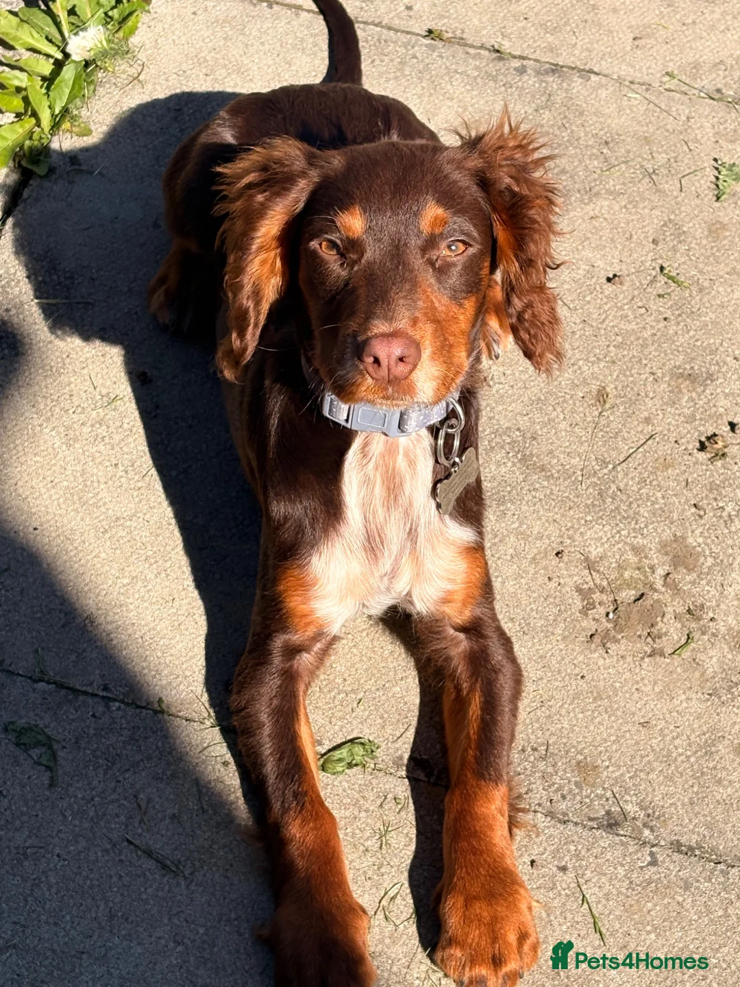 English Springer Spaniel dogs for sale: 5 month old male  - Advert 1