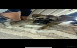 Mixed Breed dogs for sale: Akita/Belgian malenute puppy’s  - Image 4