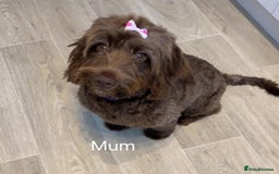 Cockapoo dogs for sale: Beautiful Cockapoo Puppy's  - Image 8