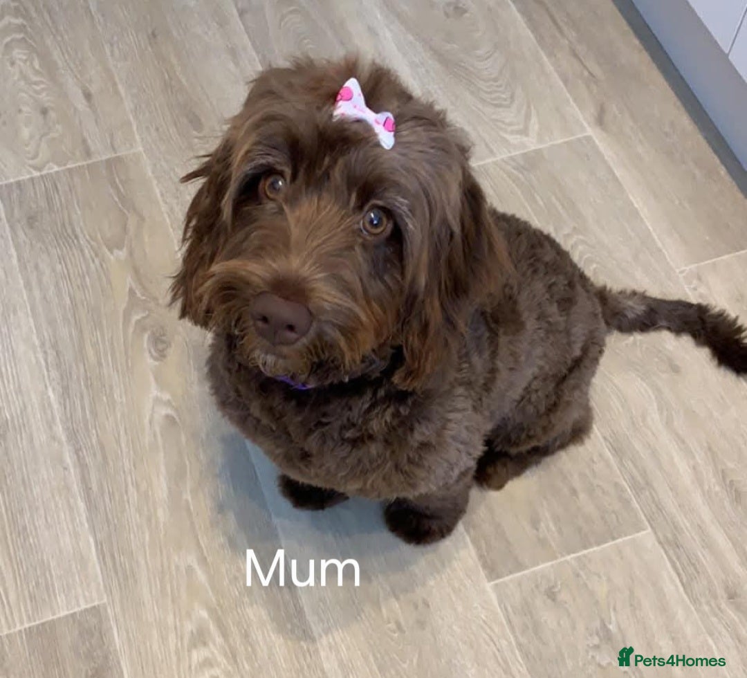 Cockapoo dogs for sale: Beautiful Cockapoo Puppy's  - Image 8