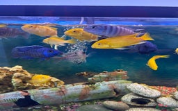 Cichlids fish for sale: Malawi cichlids - Image 2