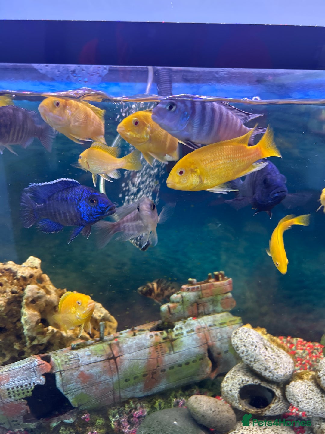 Cichlids fish for sale: Malawi cichlids - Image 2