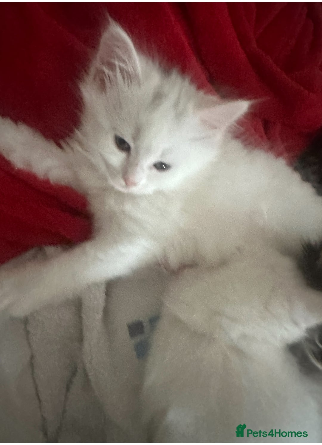 Turkish Angora cats for sale: Gorgeous fluffy Turkish angora cross kittens  - Image 4