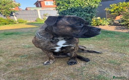 Mixed Breed dogs for sale: Bear bullmastiff x Staffordshire bull terrier - Image 6