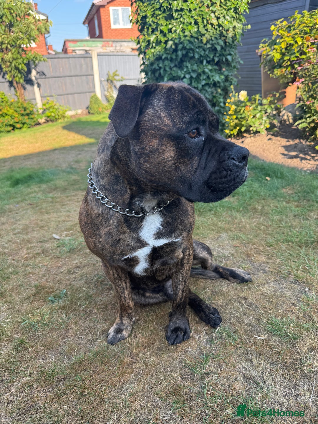 Mixed Breed dogs for sale: Bear bullmastiff x Staffordshire bull terrier - Image 6