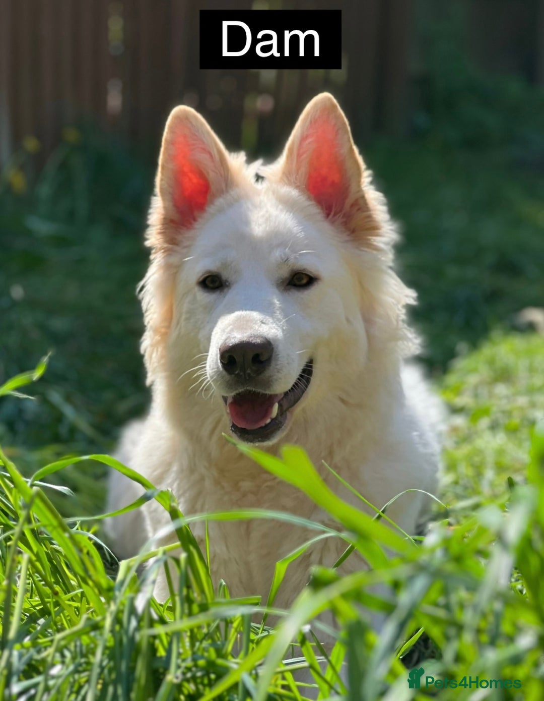 German Shepherd dogs for sale: Miss Brown  - Exceptional KC Reg Czech Line German Shepherd Pups - Image 5