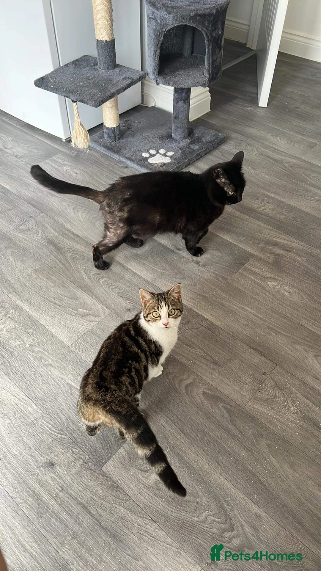 Mixed Breed cats for sale: Bonded pair of female cats - Advert 11