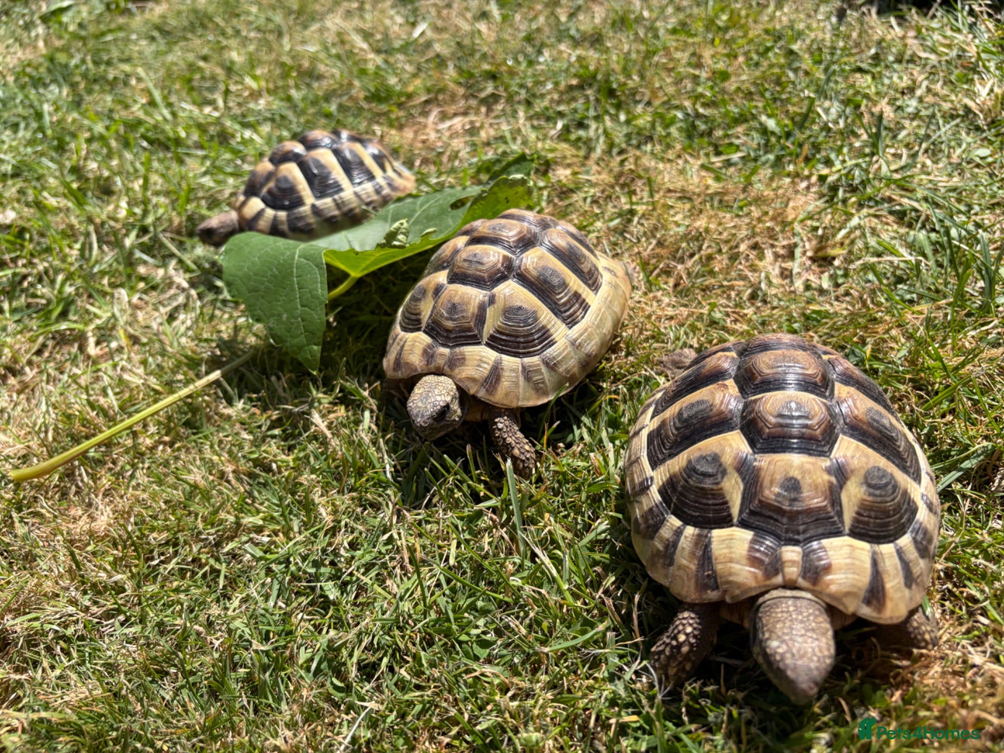 Hermann Tortoise reptiles Herman Tortoise Hatchlings 4 year(born 10/09/2022) - Advert 15