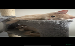 Persian cats for sale: Mink coloured Persian Mixed boys - Image 8