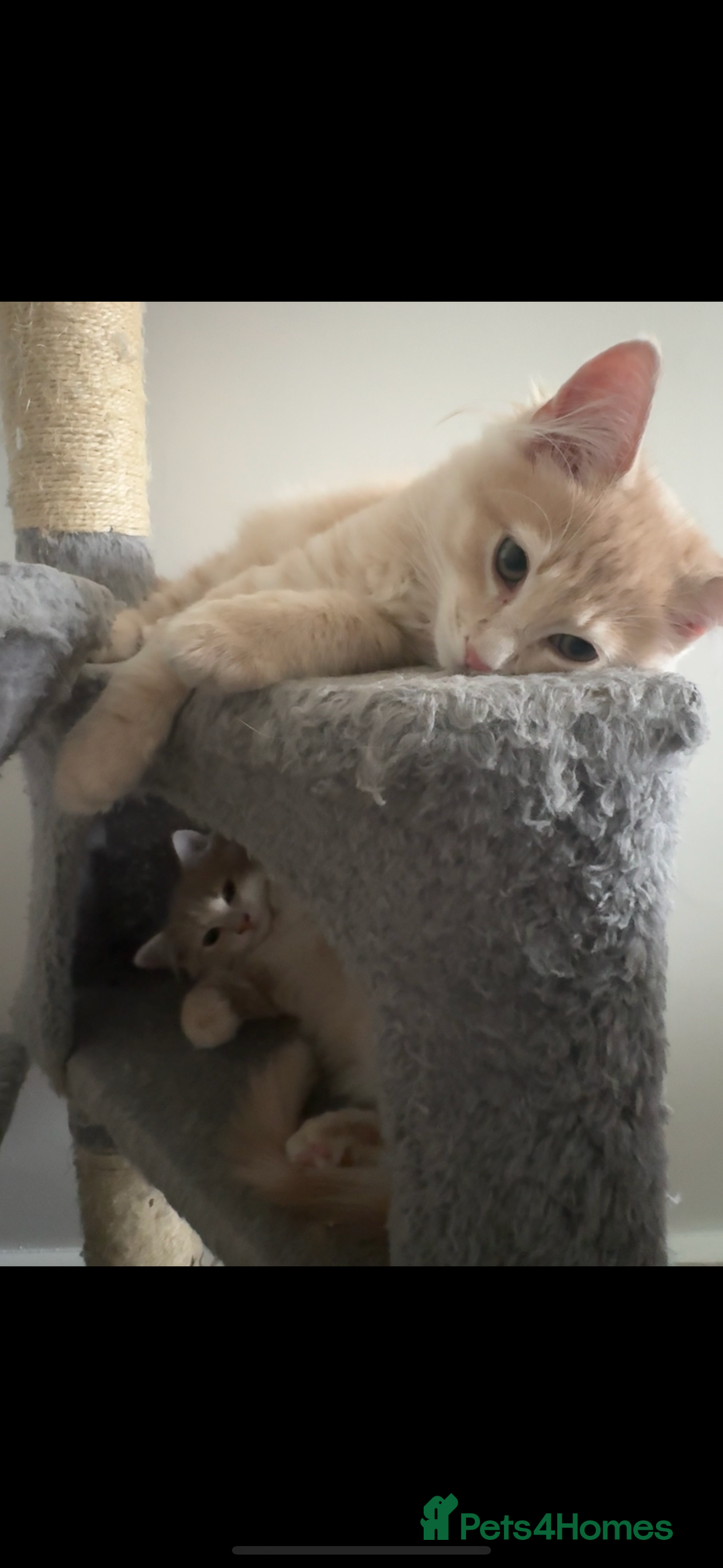 Persian cats for sale: Mink coloured Persian Mixed boys - Image 8