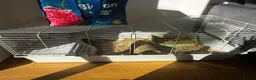 Netherland Dwarf rabbits for sale: Dwarf lovely rabbit  in Rochester - Advert 2