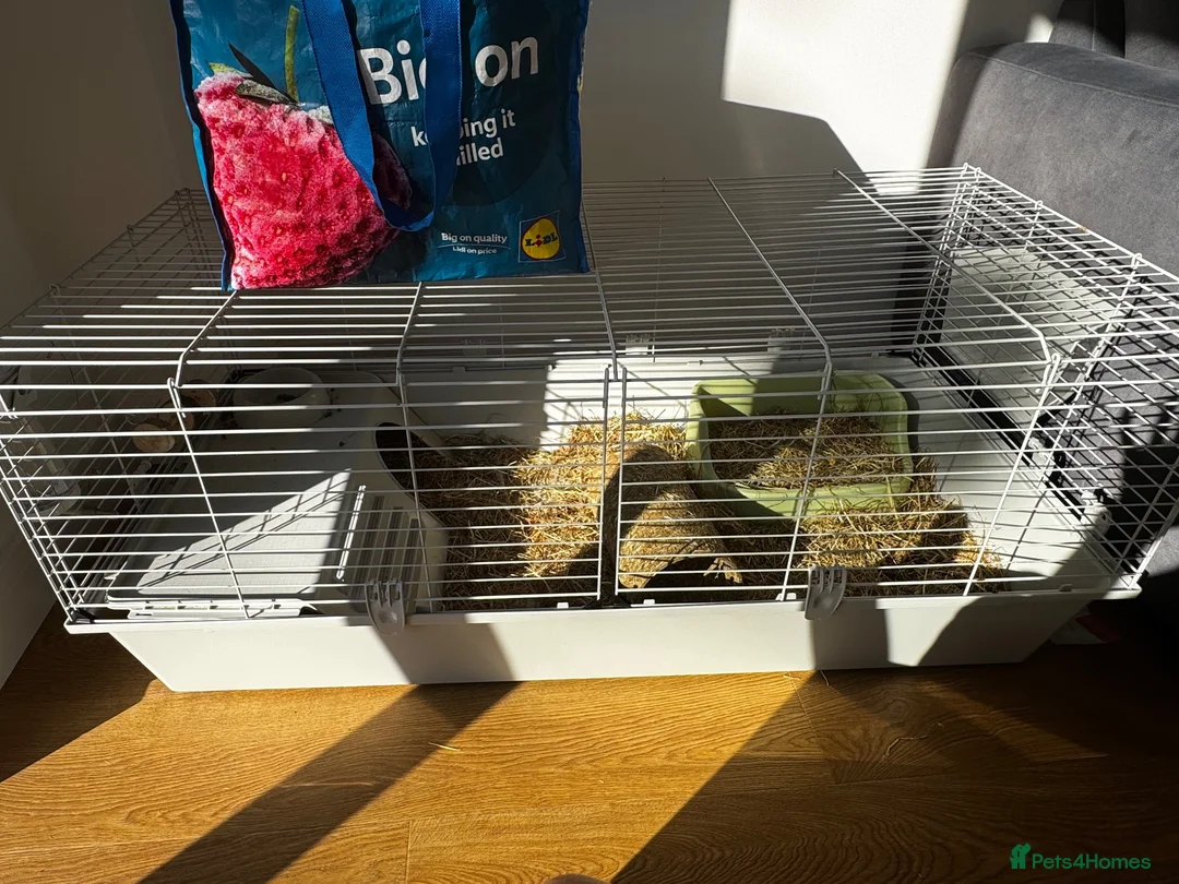 Netherland Dwarf rabbits for sale: Dwarf lovely rabbit  in Rochester - Advert 2