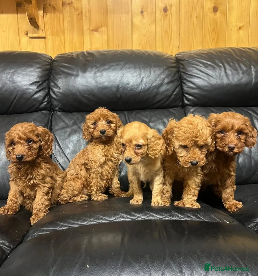 Cockapoo dogs for sale: Cockapoo puppies  in Romford - Advert 11