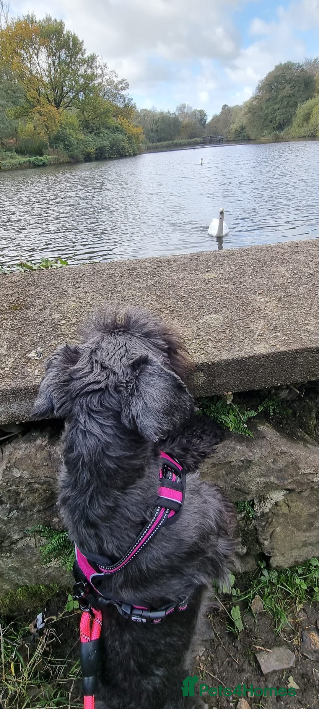 Miniature Schnauzer dogs for sale: Outstanding Miniature Schnauzer Puppies  - Advert 14