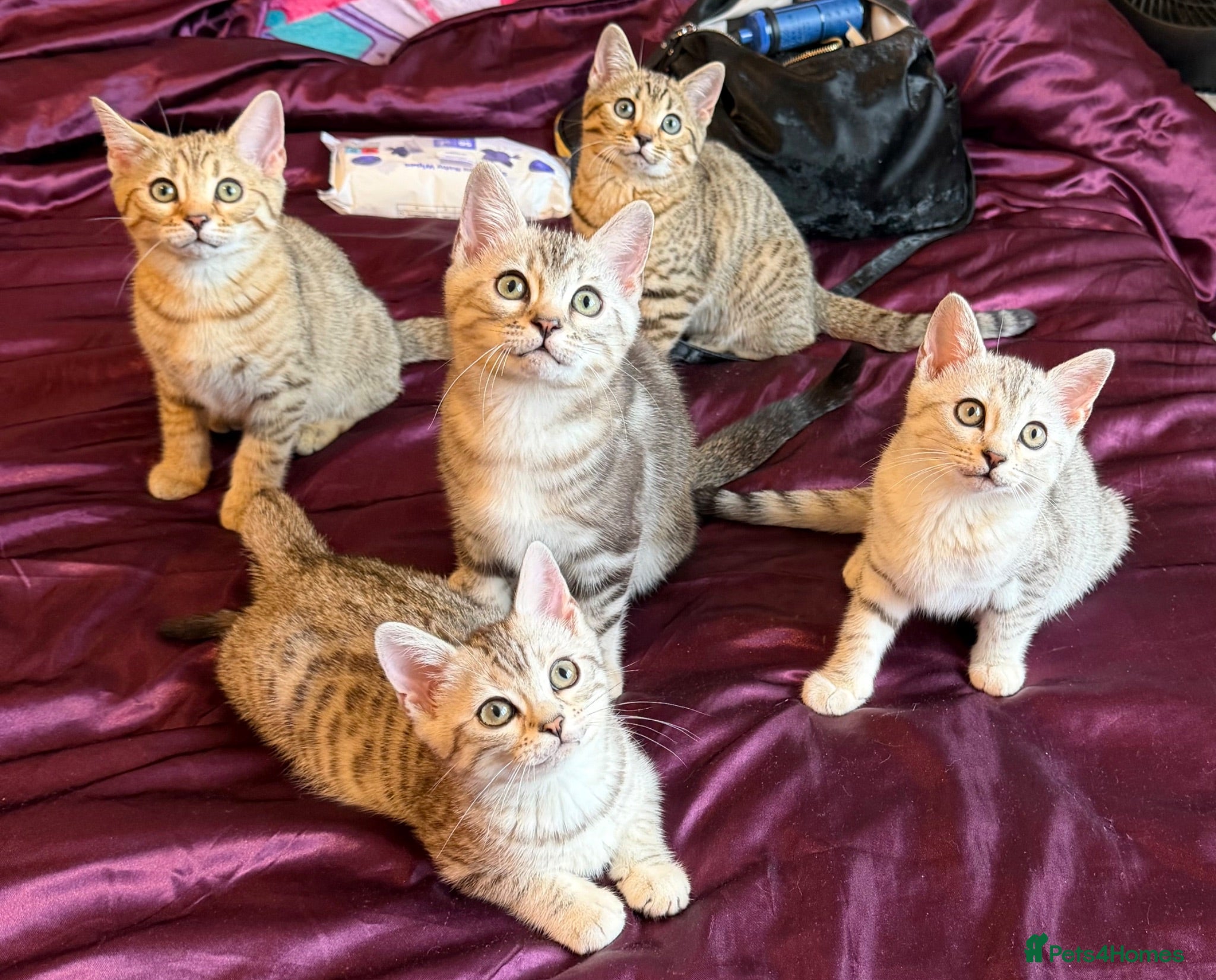 Mixed Breed cats STUNNING SCOTTISH BENGAL HYBRID KITTENS - Advert 8