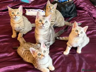 Mixed Breed cats STUNNING SCOTTISH BENGAL HYBRID KITTENS - Advert 2