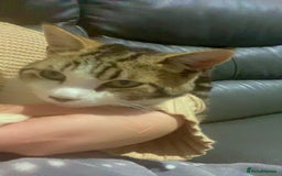 Mixed Breed cats for sale: Kitty cats  - Image 6