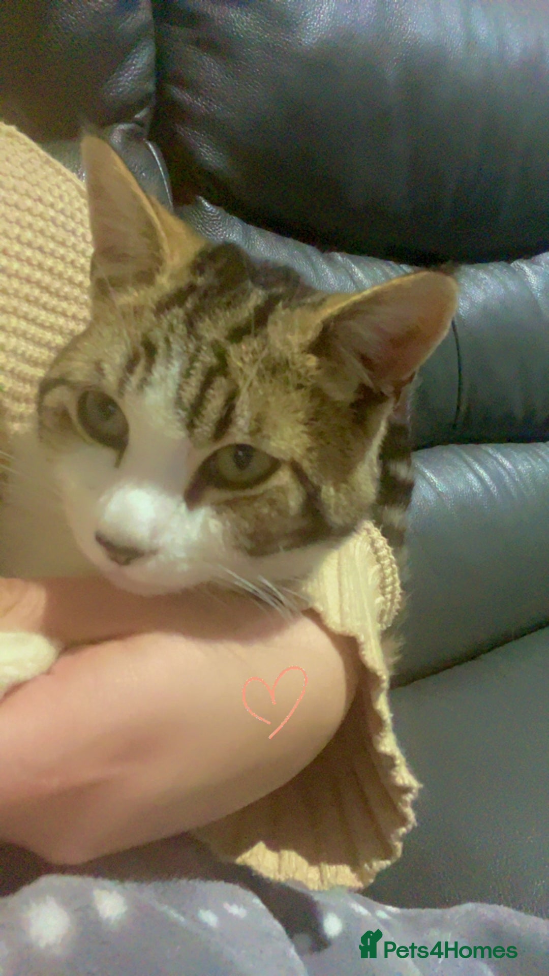 Mixed Breed cats for sale: Kitty cats  - Image 6