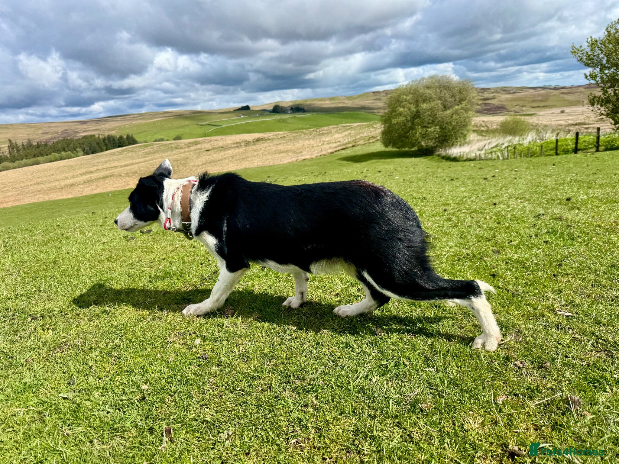 Border Collie dogs Male Border Collies - Advert 10