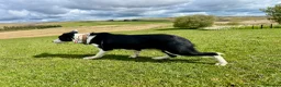 Border Collie dogs for sale: Male Border Collies - Advert 1