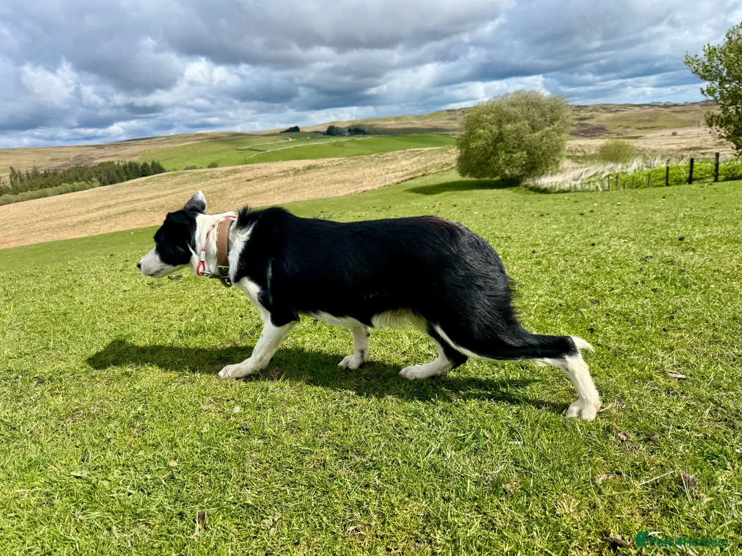 Border Collie dogs for sale: Male Border Collies - Advert 1