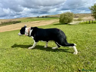 Border Collie dogs Male Border Collies - Advert 10