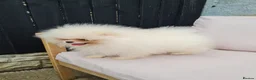 Pomeranian dogs for sale: 💗🤍Snow White Champion Pomeranians in Nottingham - Advert 5