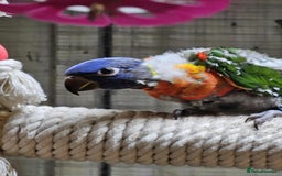 Cockatiels birds for sale: Baby lorrekeet £300 /cockatiels £80 each  - Image 15