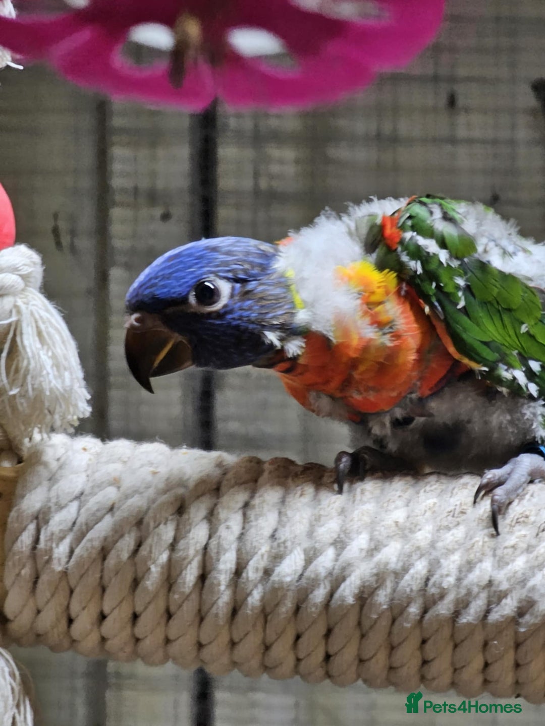 Cockatiels birds for sale: Baby lorrekeet £300 /cockatiels £80 each  - Image 15