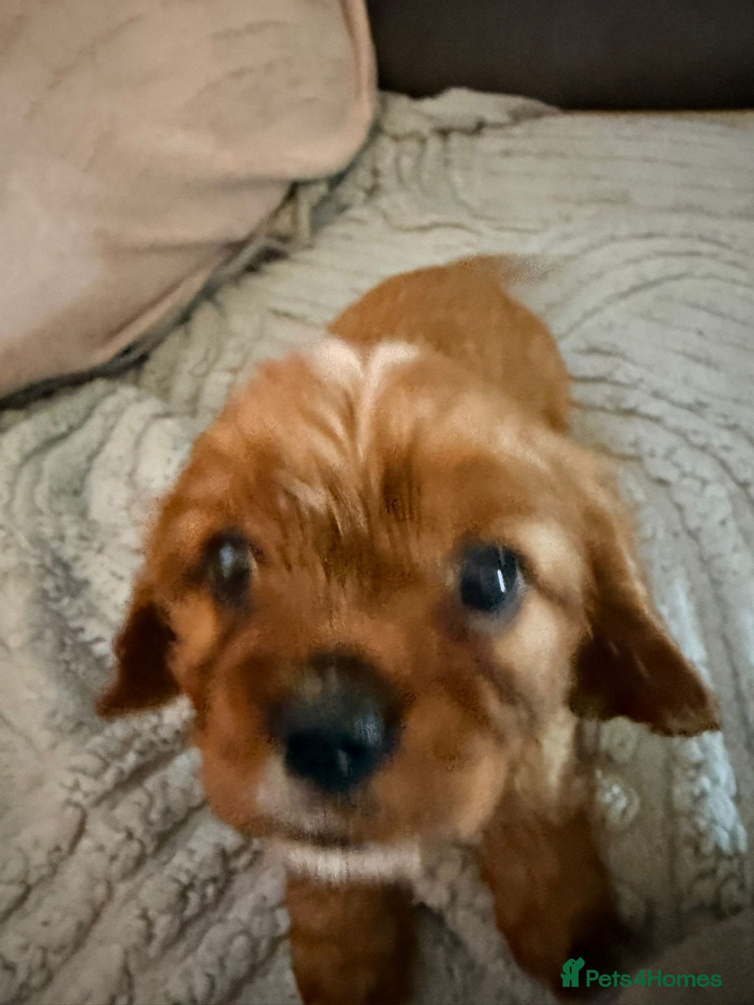 King Charles Spaniel dogs for sale: 2 lovely king Charles cavalier puppies  - Advert 7