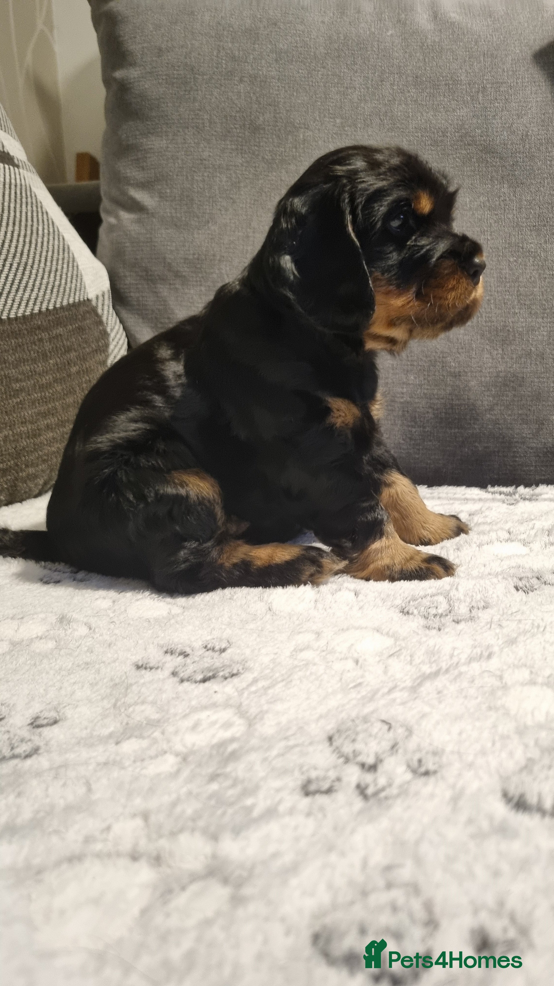 Cocker Spaniel dogs for sale: 🐾 Beautiful Show Type Cocker Spaniel Puppies - Advert 32