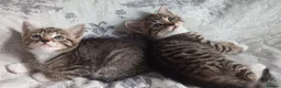 Siberian cats for sale: 4 kittens for sale - Advert 21