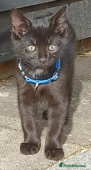 British Shorthair cats Gorgeous 11 Week Old Male Kitten Looking For Home - Advert 5