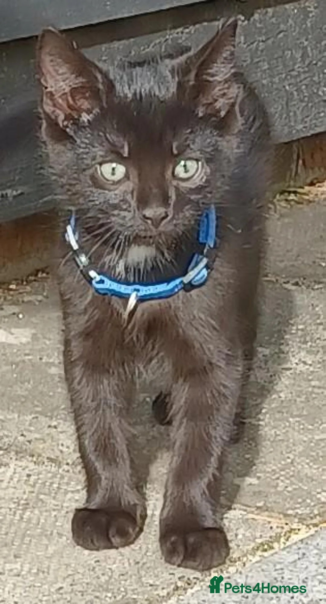 British Shorthair cats for sale: Gorgeous 11 Week Old Male Kitten Looking For Home - Advert 1