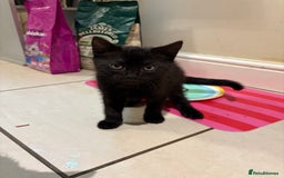 Domestic Shorthair cats for sale: Beautiful black kittens  - Image 6