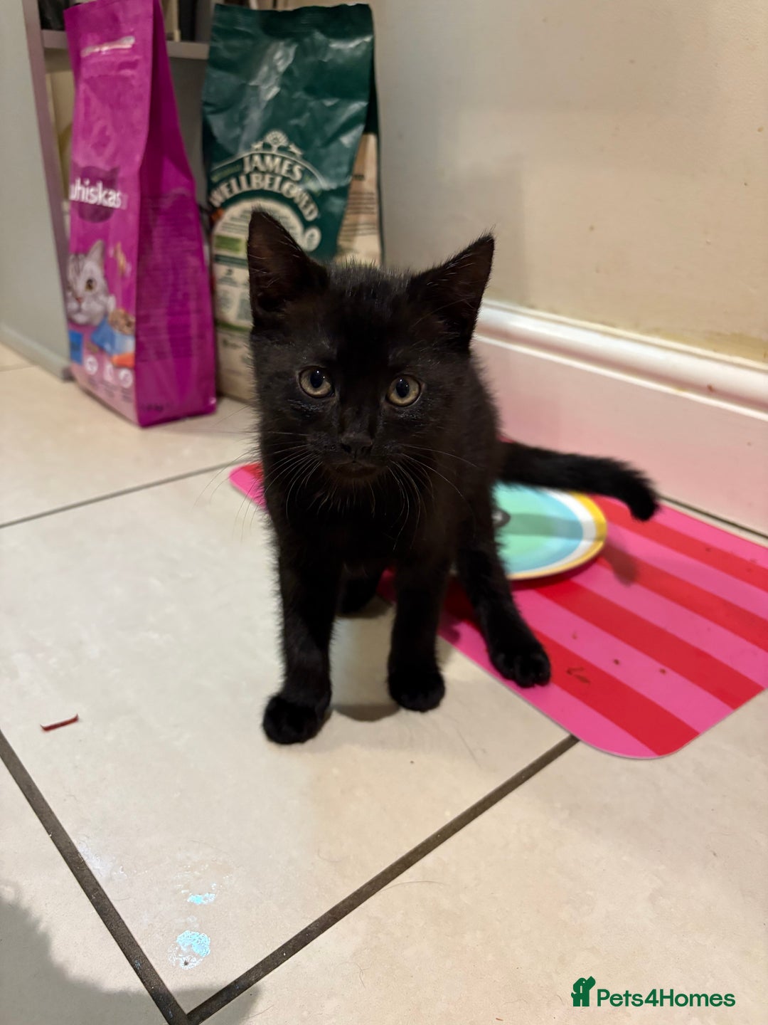 Domestic Shorthair cats for sale: Beautiful black kittens  - Image 6