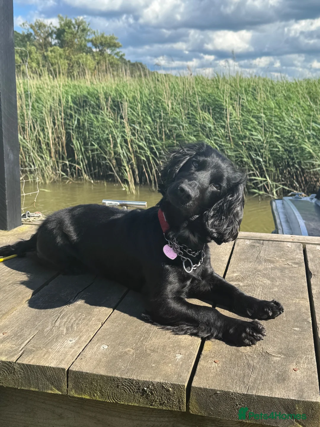 Cocker Spaniel dogs for sale: Kc registered Working cocker spaniel for sale - Advert 1