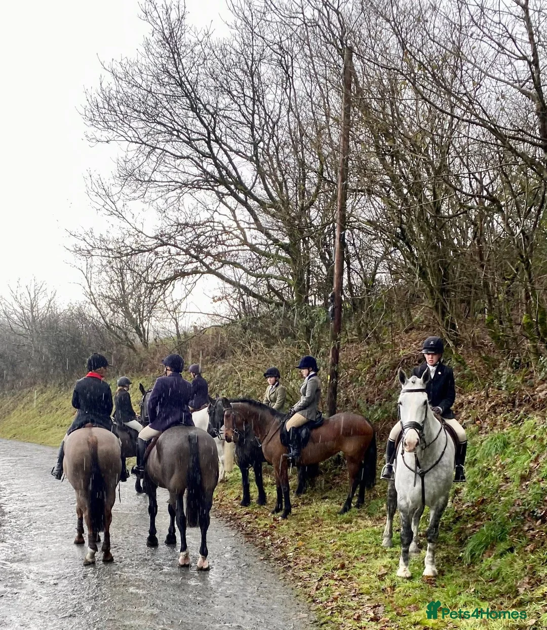 Other Breed horses for sale: 15.2hh 7 year old sports horse mare in Lampeter - Advert 3