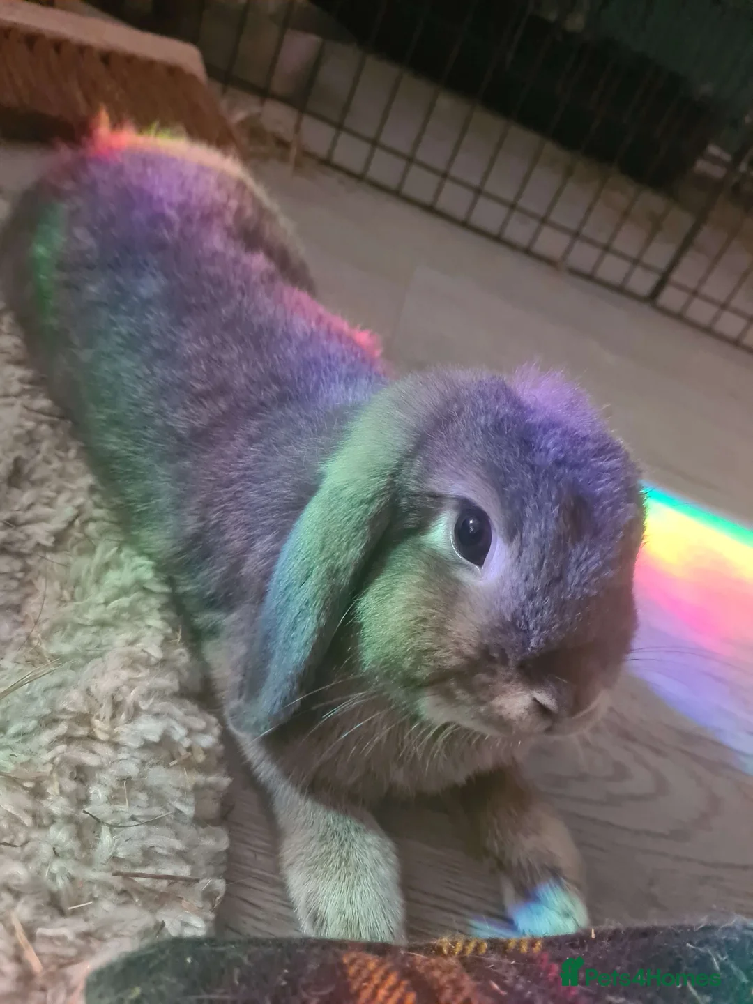 Mixed Breed rabbits for sale: BONDED PAIR- mini lop and lionhead - Advert 4