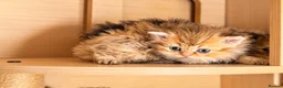 Selkirk Rex cats for sale: Beautiful litter of longhair Selkirk Rex kittens - Advert 20