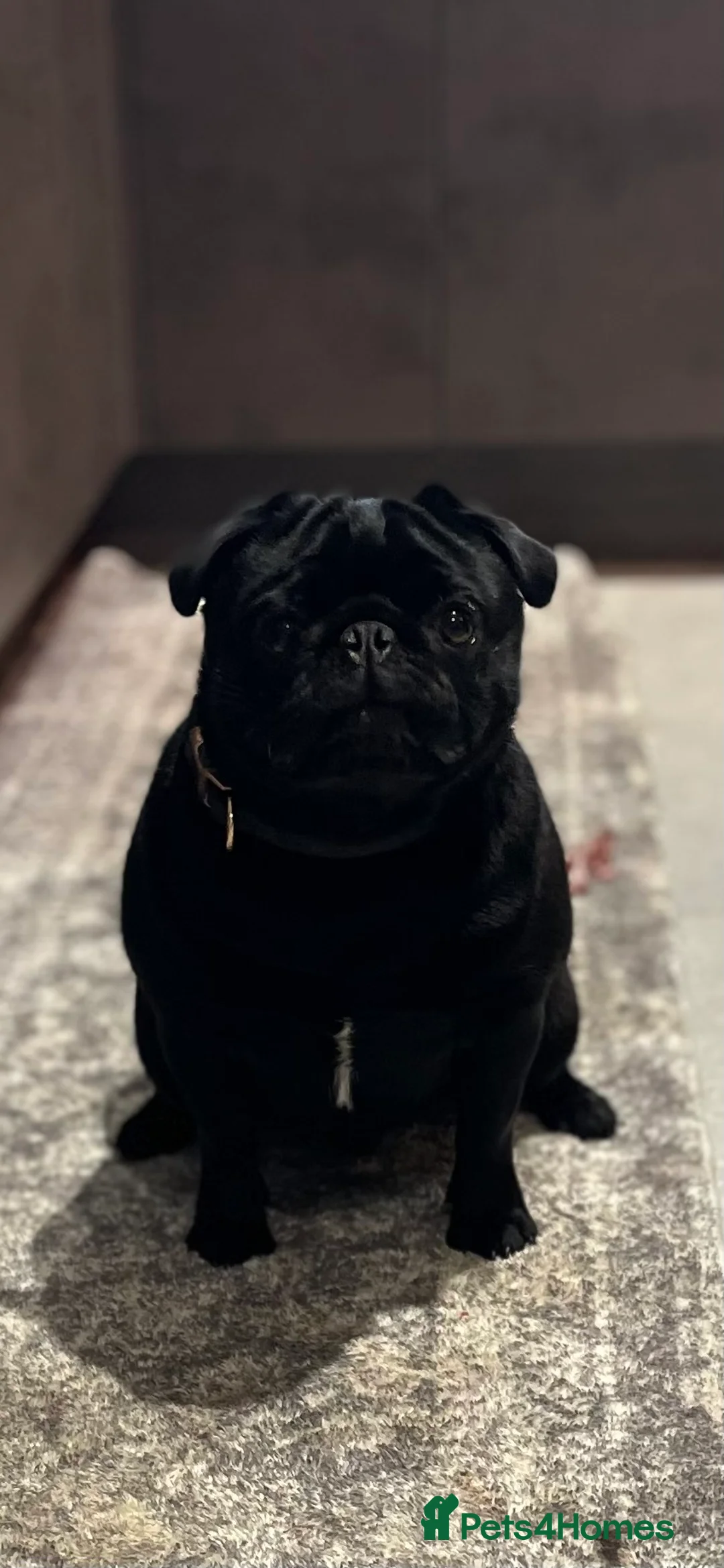 Pug dogs for stud: Health tested Boy in Tamworth - Advert 6