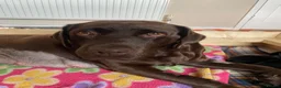 Labrador Retriever dogs for sale: KC registered black Labrador puppies  in Mansfield - Advert 10