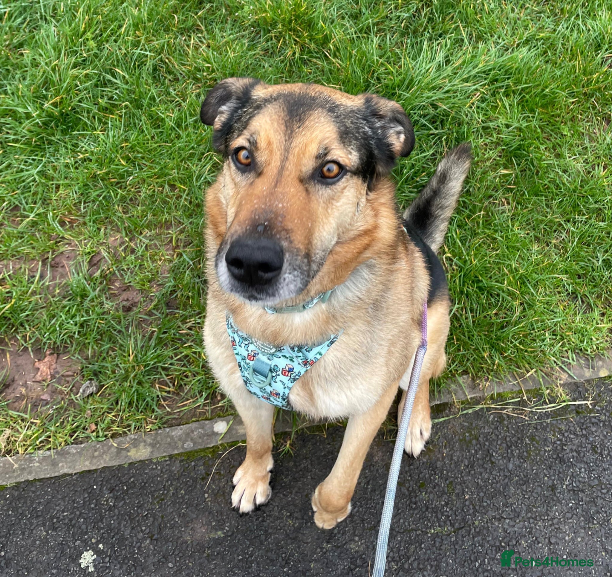 German Shepherd dogs Bruno needs a foster or forever home - Advert 4