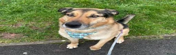 German Shepherd dogs for adoption: Bruno needs a foster or forever home - Advert 1