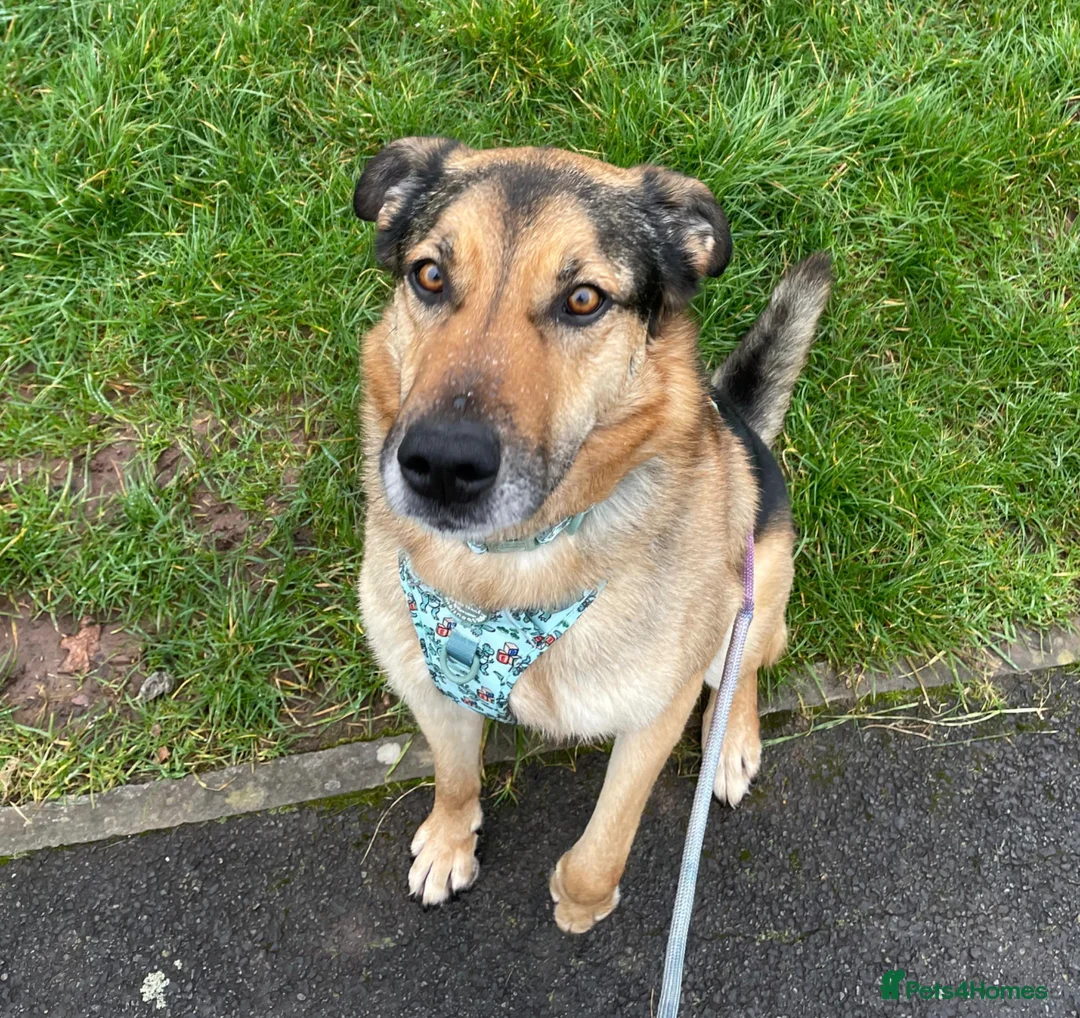 German Shepherd dogs for adoption: Bruno needs a foster or forever home - Advert 1