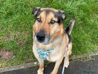 German Shepherd dogs Bruno needs a foster or forever home - Advert 4