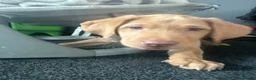 Labrador Retriever dogs for sale: Top Quality Fox Red Labradors - Advert 7