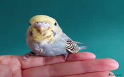 Budgerigars birds for sale: Budgies for sale  - Image 8