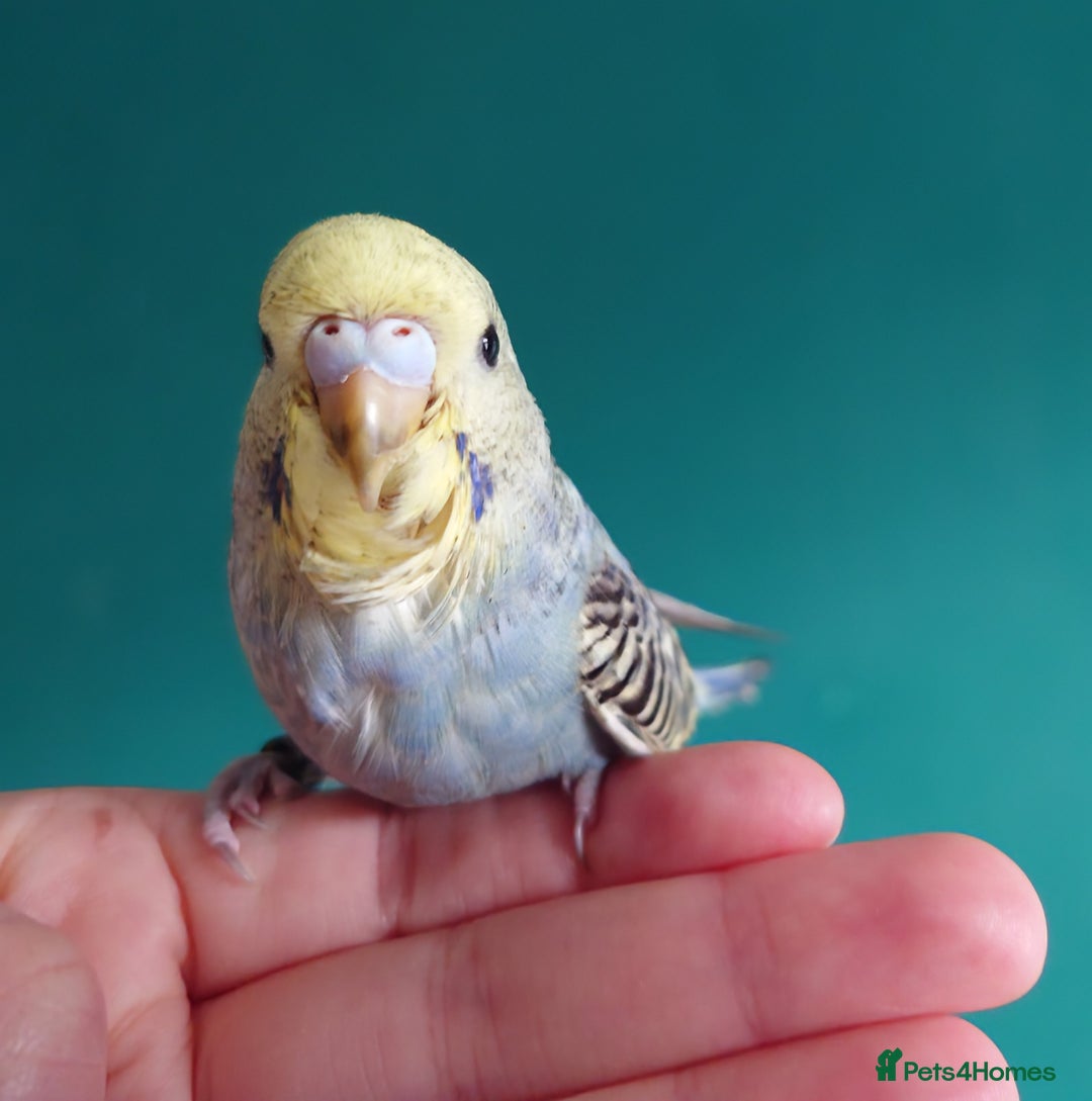 Budgerigars birds for sale: Budgies for sale  - Image 8